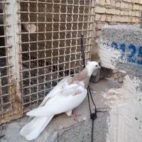 پلاکی ، مسافتی با جوجه|پرنده|قم, جاده معدن|دیوار