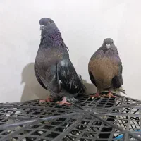 کبوتر سرور|پرنده|میانه, |دیوار