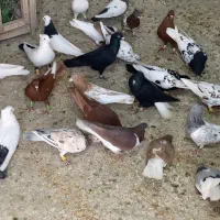 کبوتر رنگی|پرنده|تهران, تهرانپارس جنوبی|دیوار