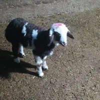 خرید و فروش احشام کشتار رایگان