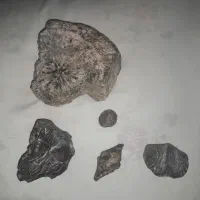 فسیل تاریخی زیبا