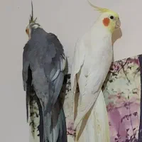 عروس هلندی گم شده