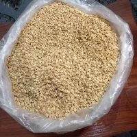 گندم بذری پیشگام بوجارشده