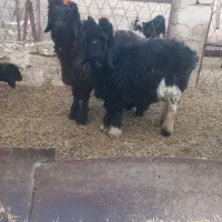 میش و قوچ و بره قوچی