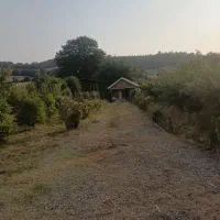 هرس کردن درخت|خدمات باغبانی و درختکاری|گرگان, |دیوار