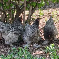 تخم نطفه دار برهمای اصیل|حیوانات مزرعه|قزوین, |دیوار