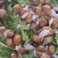 حلزون آلبینو