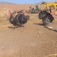 فروش بقلمون|حیوانات مزرعه|خوی, |دیوار