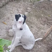 واگذاری سگ ماده ۹ماهه|سگ|قائم‌شهر, |دیوار