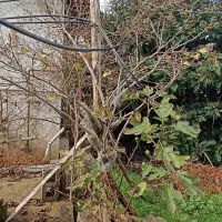 فروش نهال ازگیل.گردو.انجیر در ویزنه