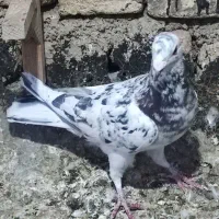 پلاکی|پرنده|شیراز, کوشک میدان|دیوار