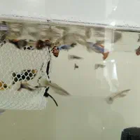 30عدد ماهی گوپی بیگ ایر چمپیون مولد شکم پر|ماهی|تهران, والفجر (افسریه)|دیوار