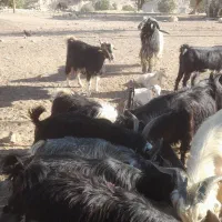 فروش گوسفنده