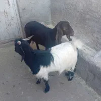 دو عدد بز فروشی|حیوانات مزرعه|رفسنجان, |دیوار