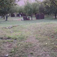 سیب زیر درختی
