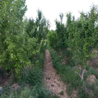 اجاره-باغ-میوه