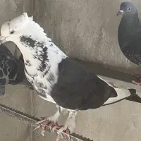 کفتر نر|پرنده|شاهرود, |دیوار