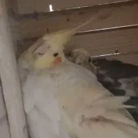 یک جفت عروس هلندی لوتینو مولد رو تخم