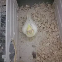 فروش یک عدد جوجه عروس هلندی لوتینو سرلاکی