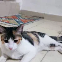 واگذاری گربه