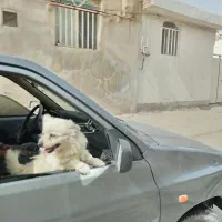 سگ دستی حرف گوش کن بامزه