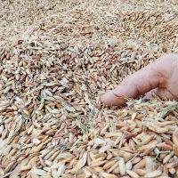 شلتوک عنبر درجه یک