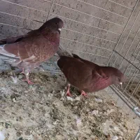 کفتر پرشی|پرنده|اردکان, |دیوار