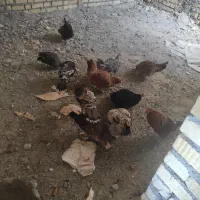 مرغ محلی تمیز