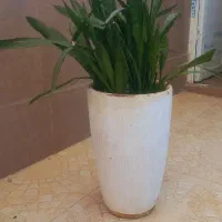 گل طبیعی سانسوریا