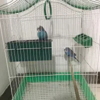 یک جفت مرغ عشق