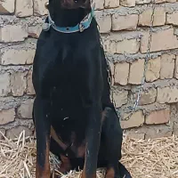 سگ دوبرمن نر