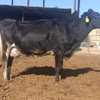 گاو شیری و آبستن|حیوانات مزرعه|مرودشت, شهرک بسیجیان|دیوار