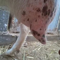 تعداد محدودی بز و کولار سانن اصلی