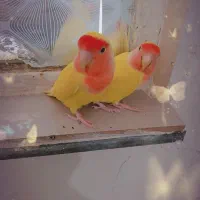 طوطی برزیلی|پرنده|اهواز, کوی صادقیه|دیوار