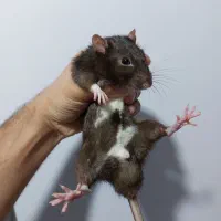 ۲ عدد رت|موش و خرگوش|شاهین‌شهر, شهرک پردیس|دیوار