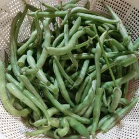 لوبیا استانبولی خرد شده آماده|خوردنی و آشامیدنی|رشت, چله خانه|دیوار