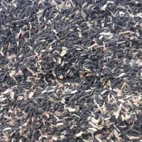 تخم شربتی دیم.ارگانیک