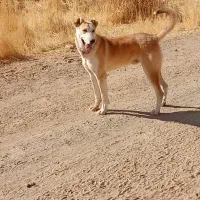 سگ.|حیوانات|سنقر, |دیوار