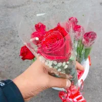 گل طبیعی|گل و گیاه طبیعی|نسیم‌شهر, |دیوار