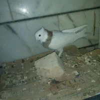 کفتر کبوتر طوقی و سینه و بزک سیاه ذات قدیمی بهشرط