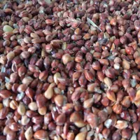 دان پرندگان. سهره .قناری .کبوتر .مرغ|پرنده|دهگلان, |دیوار