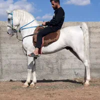 خرید فروش اسب