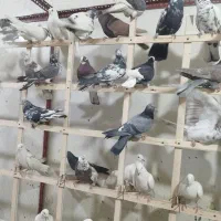 کفتر پرشی 70 عدد یجایی|پرنده|نسیم‌شهر, |دیوار