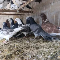 جوجه کفتر پرشی|پرنده|بافق, |دیوار