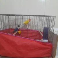 کوتوله|پرنده|قم, یزدانشهر|دیوار