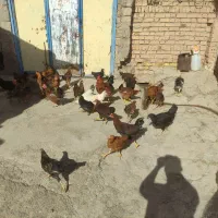 35عدد مرغ و خروس سالم و زیبا فقط12|حیوانات مزرعه|حلب, |دیوار