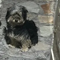 شیتزو تریر ماده خیلی آرومه معاوضه