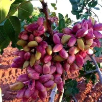 انواع نهال پربار و زودبازده|خدمات باغبانی و درختکاری|قروه, |دیوار