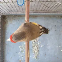 سهره دورگ کرمانی ابرو سفید