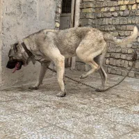 واگذاری سگ|سگ|همدان, |دیوار